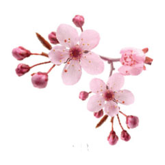 Ароматическое масло 10мл, cherry blossom