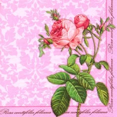    368030 33 x 33 cm Rosa Centifolia rose