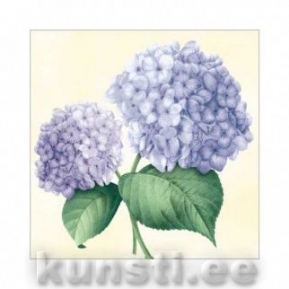    HYDRANGEA champagne