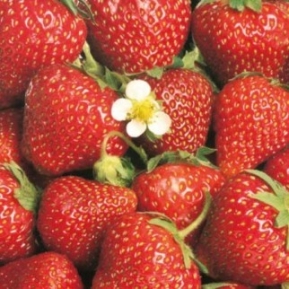    STRAWBERRY 219700