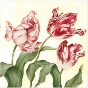    Tulipa Sylvestris red SDL023000