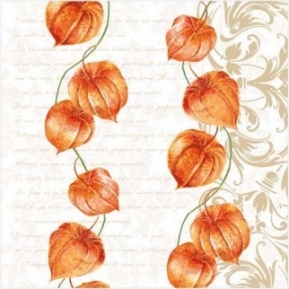    Autumn Physalis SDL054000