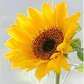    Sunny Flower SDL440000