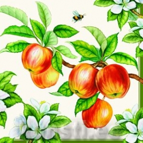    13305855 33 x 33 cm APPLE TREE CREAM