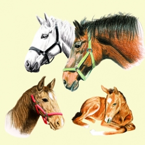    13306185 33 x 33 cm HORSES