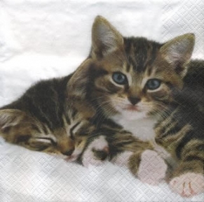    211272 33 x 33 cm 2 Kitties