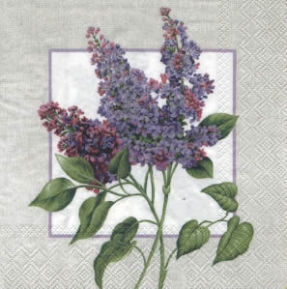    L-470300 33 x 33 cm SYRINGA 