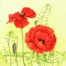    367115 33 x 33 cm Coquelicots