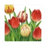    TULIPS WORLD white