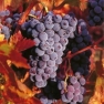 Салфетка для декупажа GARDEN GRAPE 192400