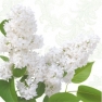    White lilac SDL460000