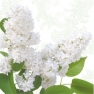 Салфетка для декупажа White lilac SDL460000