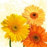 Салфетка для декупажа 1210-09010 33 x 33 cm Gerbera Trio