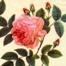 Салфетка для декупажа 1210-6003 33 x 33 cm pink