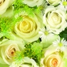    13305555 33 x 33 cm WEDDING ROSES