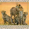    13305640 33 x 33 cm CHEETAH FAMILY