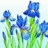    13305970 33 x 33 cm IRIS MEADOW