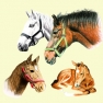    13306185 33 x 33 cm HORSES
