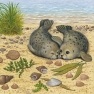 Салфетка для декупажа 13306400 33 x 33 cm SEAL