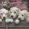 Салфетка для декупажа 13306605 33 x 33 cm LITTLE PUPPIES