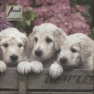    13306605 33 x 33 cm LITTLE PUPPIES