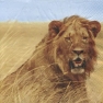    211112 33 x 33 cm Lion