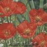    211242 33 x 33 cm Poppy Flowers